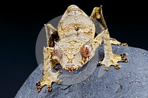 Satanic Leaf-tailed Gecko / Uroplatus phantasticus