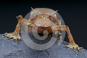 Satanic Leaf-tailed Gecko / Uroplatus phantasticus