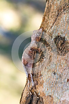 Satanic leaf-tailed gecko photo