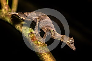Satanic leaf-tailed gecko, Uroplatus phantasticus, Ranomafana National Park, Madagascar photo
