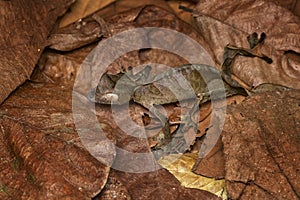 Satanic leaf-tailed gecko, Uroplatus phantasticus, lizard from Ranomafana National Park, Madagascar. Leaf look gecko in the nature photo