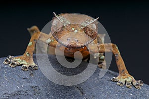 Satanic Leaf-tailed Gecko / Uroplatus phantasticus photo