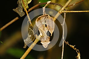 Satanic Leaf-tailed Gecko (Uroplatus phantasticus) in Ranomafana rain forest in eastern Madagascar. Red eyes and horns above eyes photo