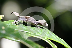 Satanic Leaf-tailed Gecko (Uroplatus phantasticus) in Ranomafana rain forest in eastern Madagascar. Red eyes and horns above eyes