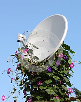 Satellite antenna with flowers