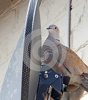 Satellite bird nesting