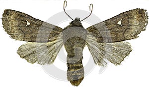 Satellite Moth on white Background