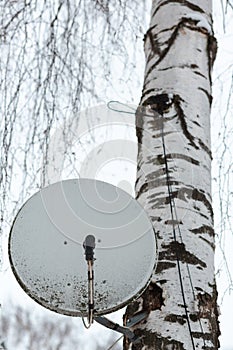 A satellite TV antenna plate on a birch tree against a clear white sky background. Several branches are on the top of the frame