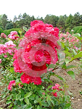 Saten Rose photo