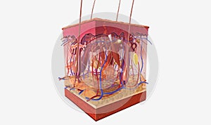 The Satiation Signalling (Leptin Secretion