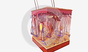 The Satiation Signalling (Leptin Secretion