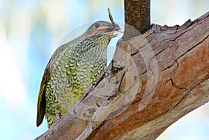 Satin bower bird female