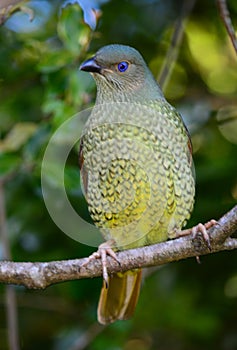 Satin bower bird female