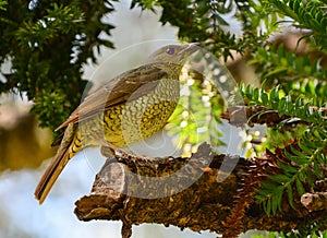 Satin bower bird female