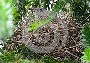 A satin bower bird female sitting on her nest in Austraila