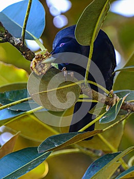 Satin bower bird male