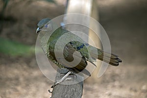 Satin bowerbird female