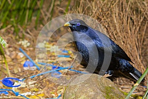 Satin Bowerbird at his bower