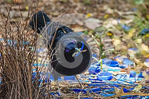 A Satin Bowerbird in the midst of its blue ornaments at its bower