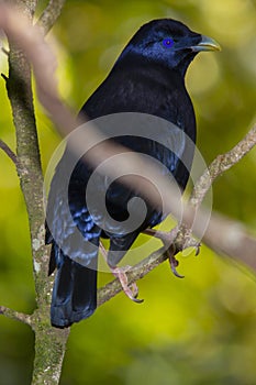 Satin Bowerbird on rainforest perch