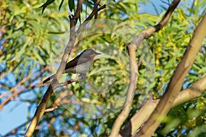 Satin Flycatcher - Myiagra cyanoleuca female - is found in Australia, Indonesia, and Papua New Guinea.