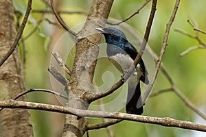 Satin Flycatcher - Myiagra cyanoleuca male - is found in Australia, Indonesia, and Papua New Guinea.