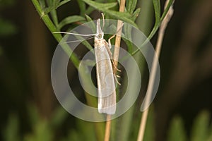 Satin grass veneer Crambus perlella