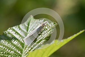 Satin grass veneer Crambus perlella