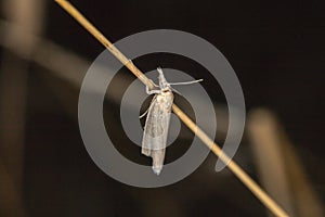 Satin grass veneer Crambus perlella photo