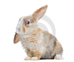 Satin Mini Lop rabbit ear up, sitting isolated