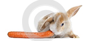Satin Mini Lop rabbit eating a carrot, isolated