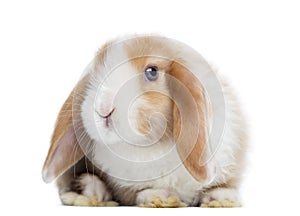 Satin Mini Lop rabbit facing, looking at the camera, isolated