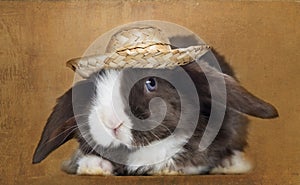 Satin Mini Lop rabbit facing with a straw hat,