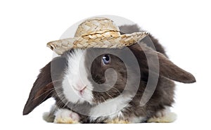 Satin Mini Lop rabbit facing with a straw hat, isolated