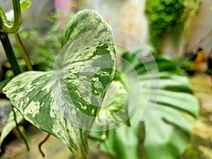 Satin pothos equatorial forest plant