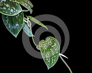 Satin pothos scindapsus pictus vine on a black background.