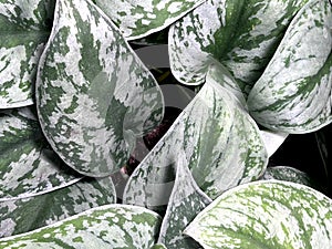 Satin Pothos, Silver Pothos, Scindapsus pictus