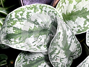 Satin Pothos, Silver Pothos, Scindapsus pictus