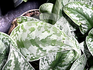 Satin Pothos, Silver Pothos, Scindapsus pictus