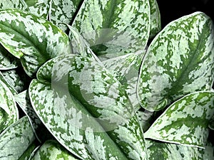 Satin Pothos, Silver Pothos, Scindapsus pictus