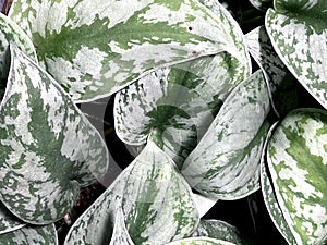 Satin Pothos, Silver Pothos, Scindapsus pictus