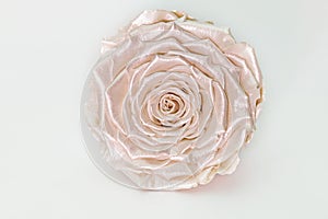 Satin vintage pink rose, pearlescent preserved flower isolated on white