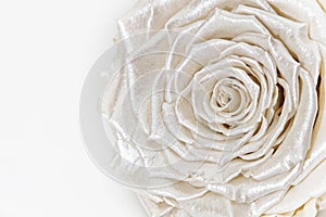 Satin white rose, pearlescent preserved flower isolated on white