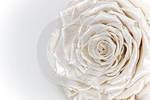 Satin white rose, pearlescent preserved flower isolated on white