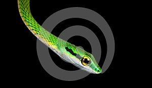 Satiny parrot snake Leptophis depressirostris