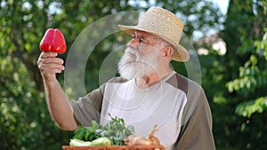 Satisfied bearded old man admiring red belly pepper standing in summer garden outdoors. Happy confident male senior