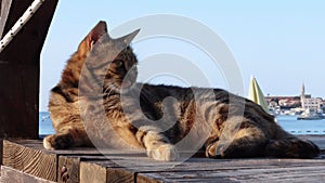 Satisfied cat basking in sun on wooden bench on beach by sea , tourist resort
