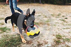 Satisfied dog with a ball in his mouth