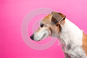 Satisfied dog muzzle profile from the side. Smiling happy sly pet face. Pink background.