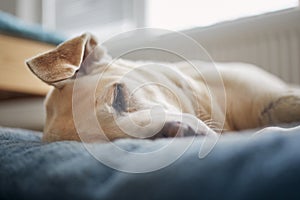 Satisfied dog sleeping on pet bed